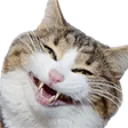 Catlaugh