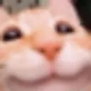 happy_cat