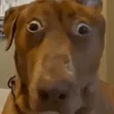 dog_wtf
