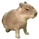 capybara