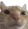 catstare