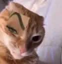 1_cat_raised_eyebrow