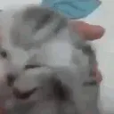 cattweaking