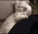 catannoyed