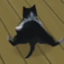 BREAKDANCECAT