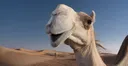 camel