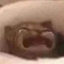 CatCry