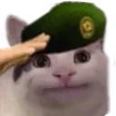 cat_salute