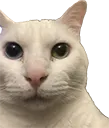 MinervaCatStare