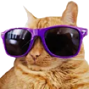 CoolCat