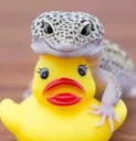 22757leopardgeckoonduckie