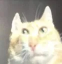 Catstare