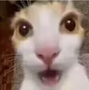 Catshock