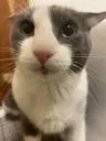 derp