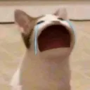 catcry catcry