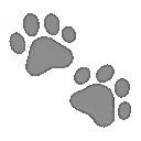07_paws
