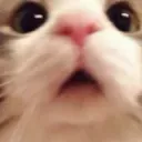 cutecat
