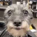 nova