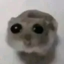 Sad_Hamster