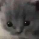 DisassociateKitten