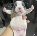 cute_dog custom emote | HeyGen