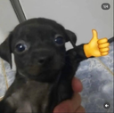 Good_dog Discord Emoji - HeyGen