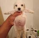 cute_dog2 Discord sticker from HeyGen