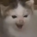 CE_HappySmirk CE_HappySmirk