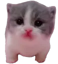 catScared