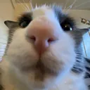 buh