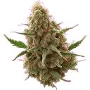bud1