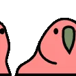 parrot