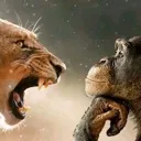 wisemonkey