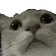 catCheck