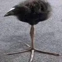 damnbirb