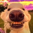 goodboy