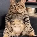 angifatkitty