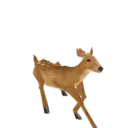 deer_hop