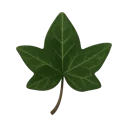 ivyleaf