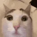 catstare