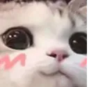 uwucat1