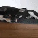 akio_crawling