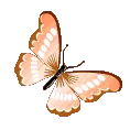 orange_butterfly