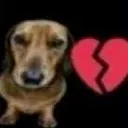 doggo