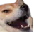 doglaugh