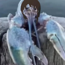 lain_lobster Discord emoji
