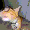 catnerd
