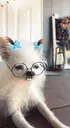 chihuahuanerdy