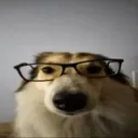 dawg