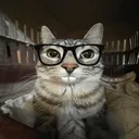 littlenerdcat
